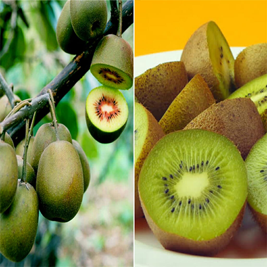 KIWI FRUIT - Chinese Gooseberry - Actinidia deliciosa