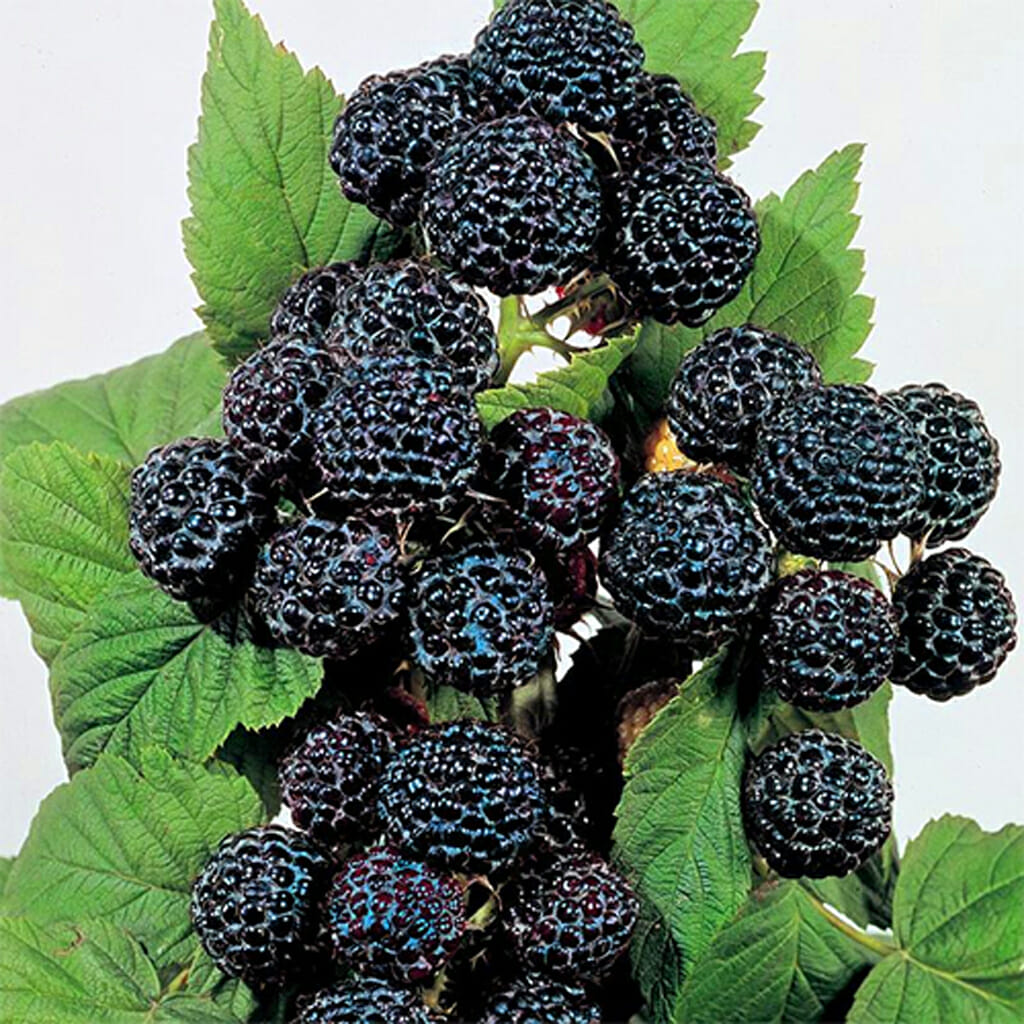 RASPBERRY - Blackcap - Rubus occidentalis