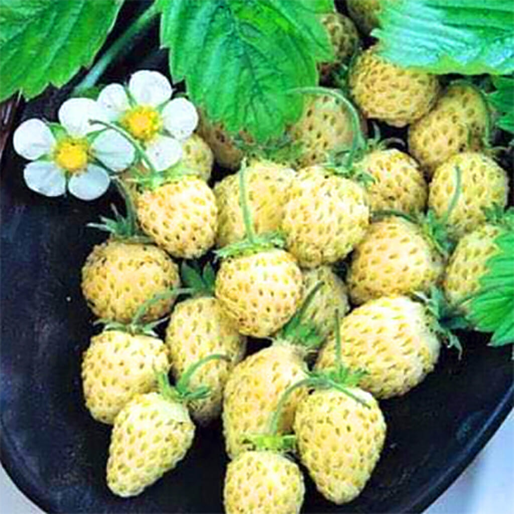 ALPINE STRAWBERRY - Yellow Wonder - Fragaria vesca