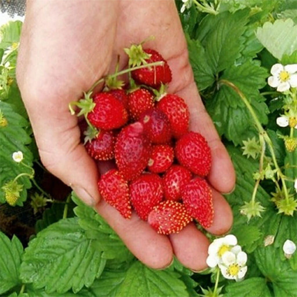 ALPINE STRAWBERRY - Alexandris - Fragaria vesca