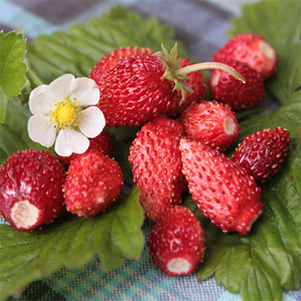 ALPINE STRAWBERRY - Red Wonder - Fragaria vesca