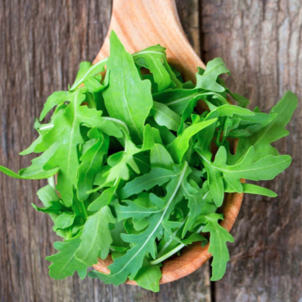 ARUGULA - Rocket - Eruca vesicaria var. sativa