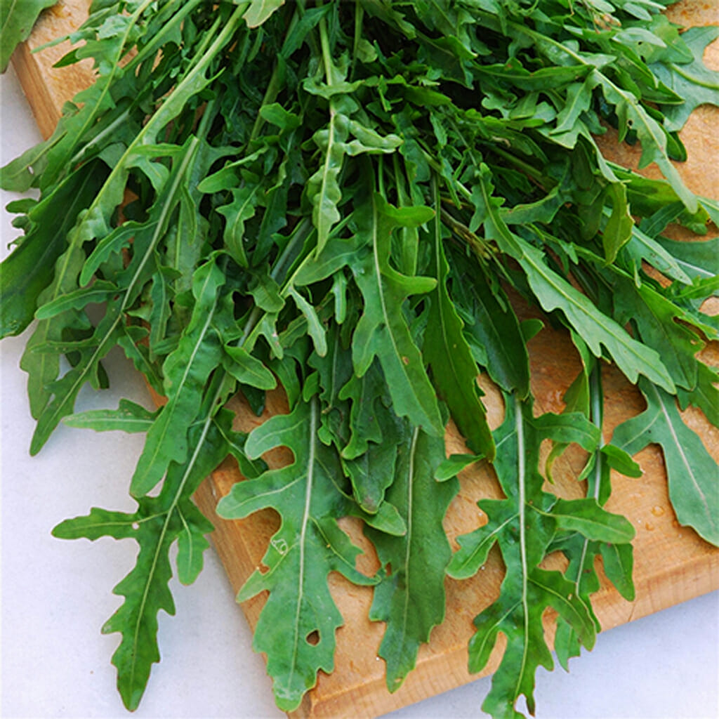 ARUGULA - Italian Cress  - Eruca vesicaria var. sativa