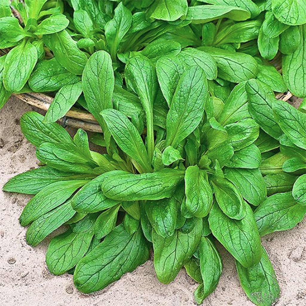 CORN SALAD - Lambs Lettuce - Valerianella locusta