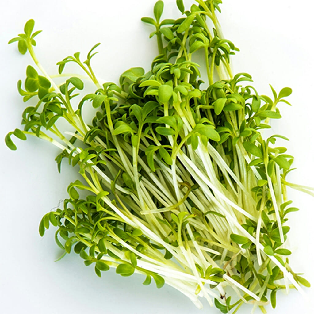 CRESS - Curled - Lepidium sativum crispifolium