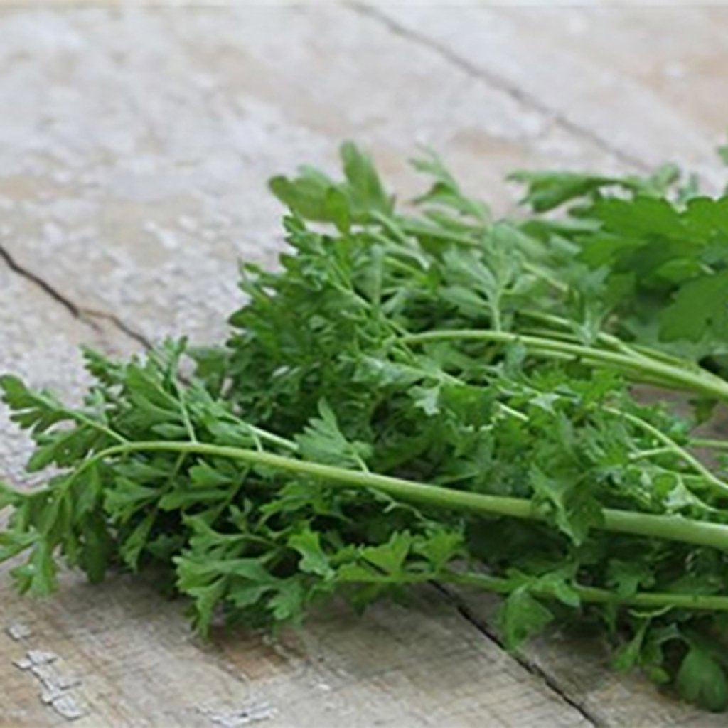 CRESS - Pepper - Lepidium sativum