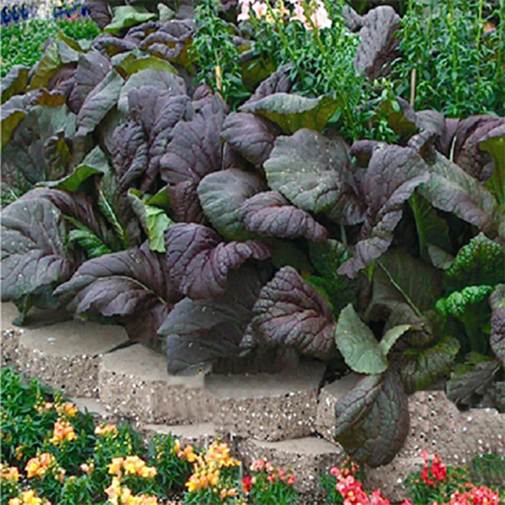 MUSTARD - Red Giant - Brassica juncea