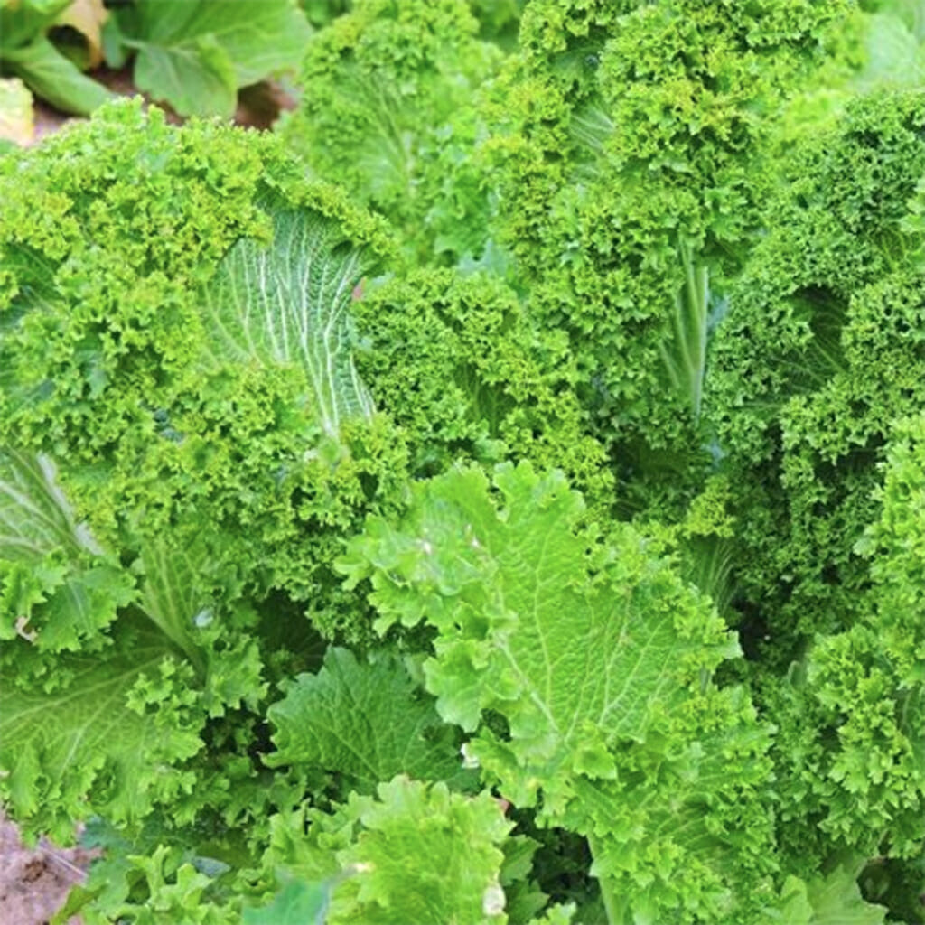 MUSTARD - Southern Giant Curled - Brassica juncea