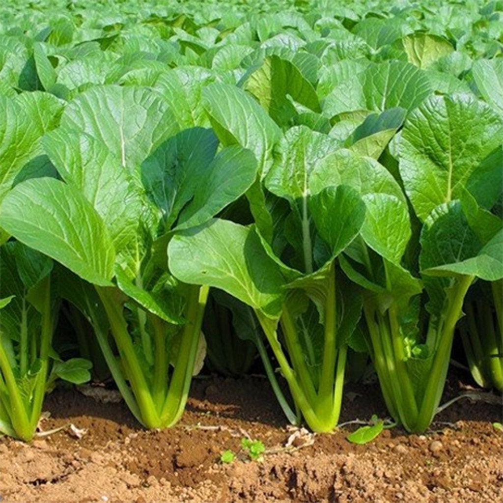 MUSTARD - Tendergreen - Brassica rapa var. perviridis