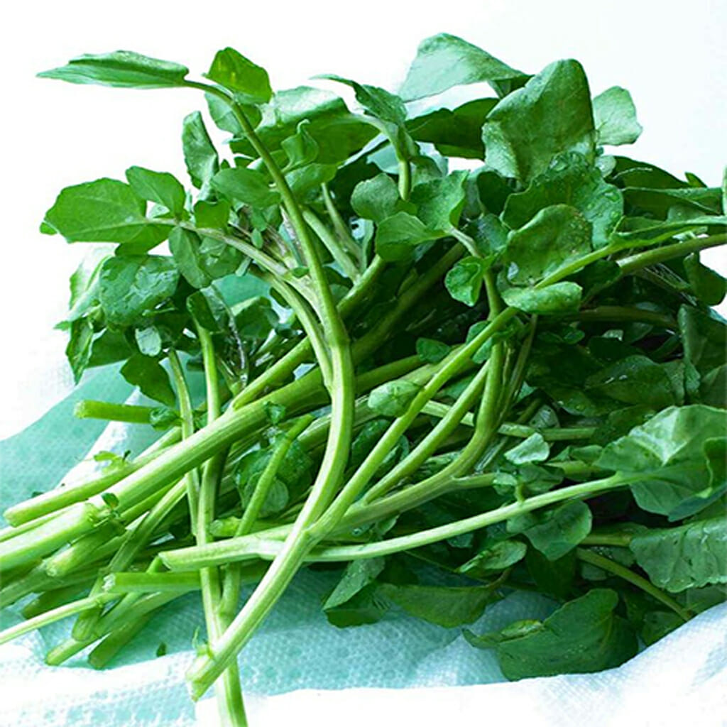 WATERCRESS - - Nasturtium officinale