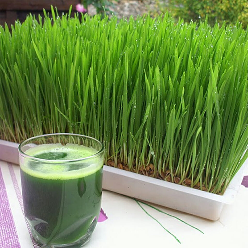 BARLEYGRASS - - Hordeum vulgare