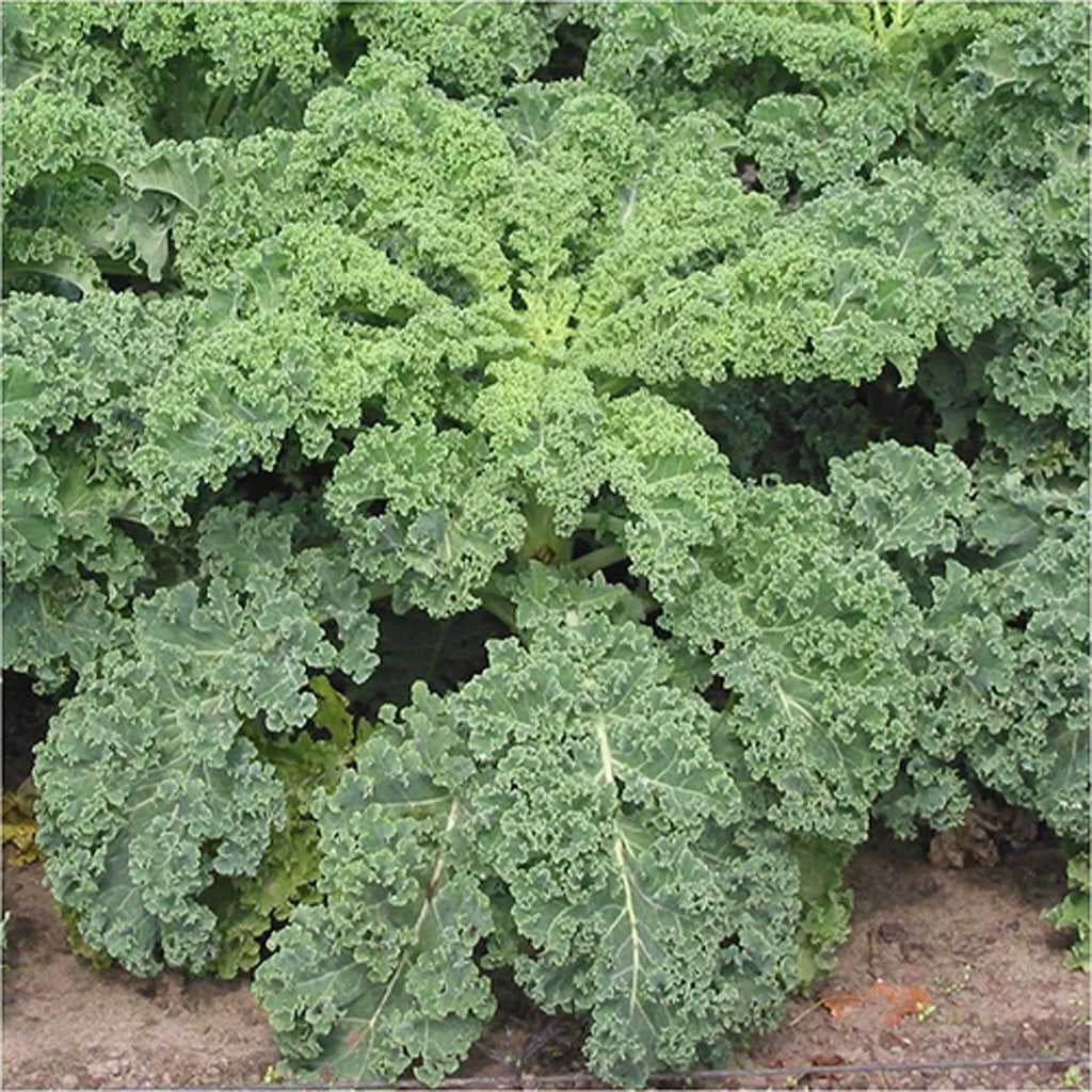 KALE - Siberian Dwarf  - Brassica oleracea