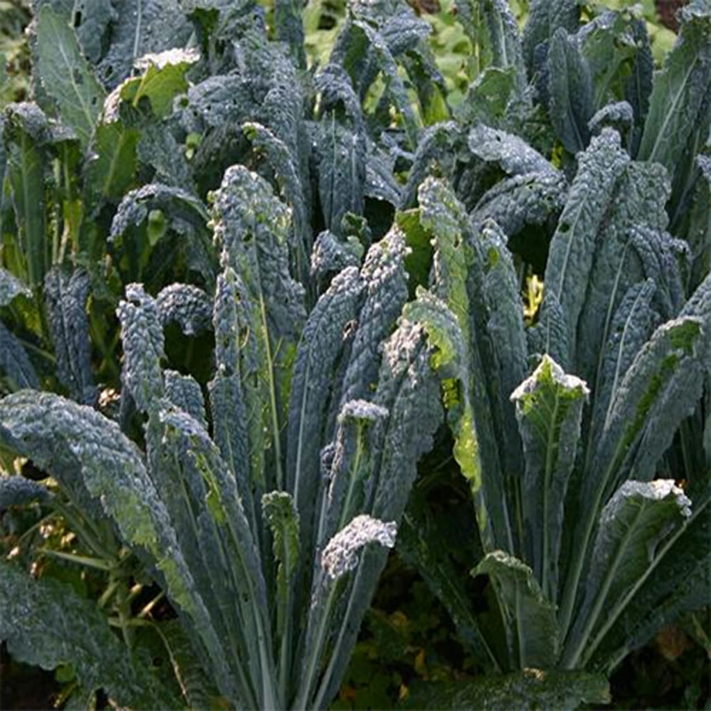 KALE - Nero Di Toscana  - Brassica oleracea