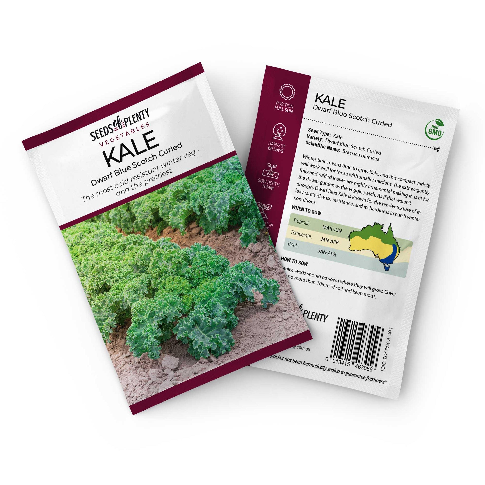 KALE - Dwarf Blue Scotch Curled Seed Packet - Brassica oleracea