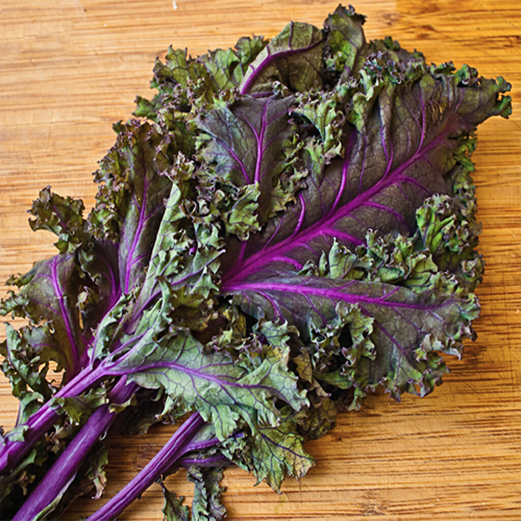 KALE - Red Russian  - Brassica oleracea