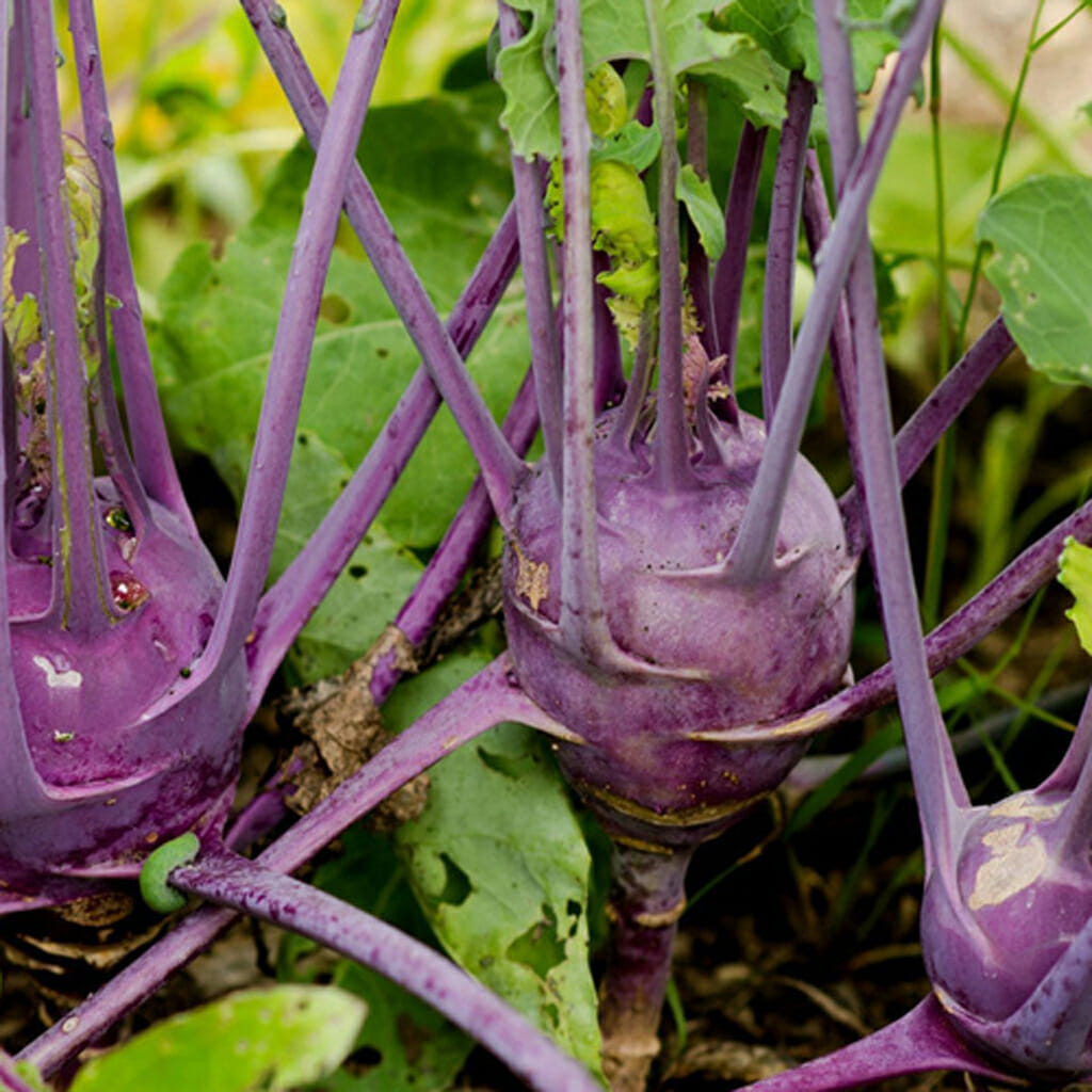 KOHL RABI - Purple Vienna - Brassica oleracea var. gongylodes