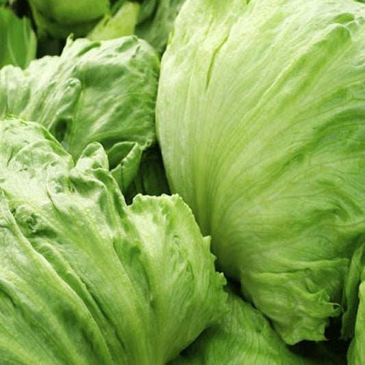 LETTUCE - Iceberg  - Lactuca sativa