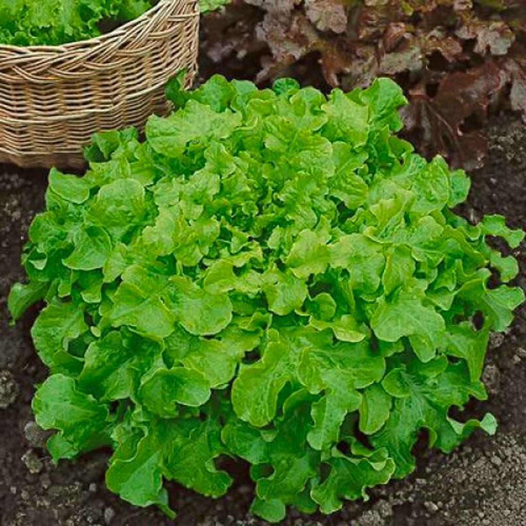 LETTUCE - Green Salad Bowl  - Lactuca sativa