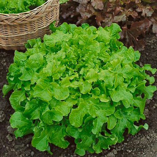 LETTUCE - Green Salad Bowl  - Lactuca sativa