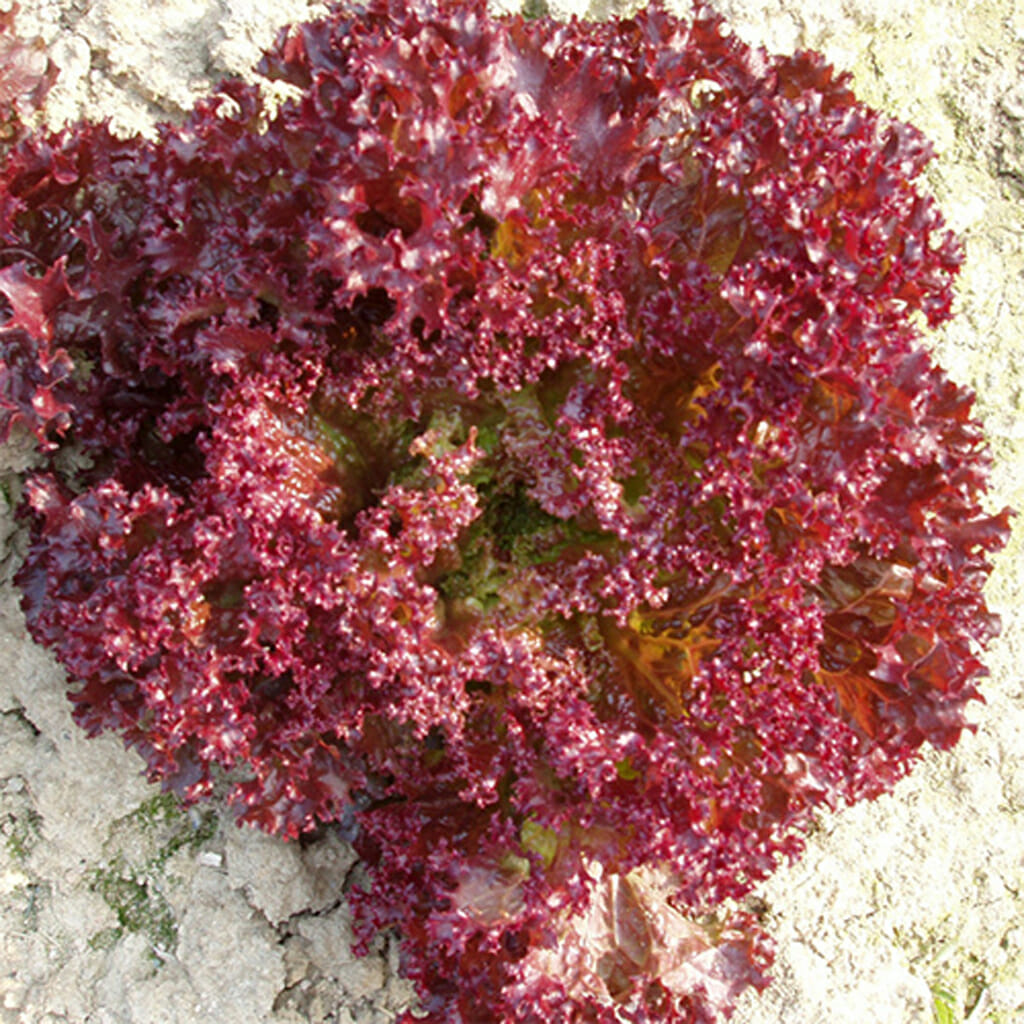 LETTUCE - Red Salad Bowl - Lactuca sativa