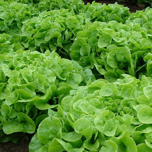 LETTUCE - Oakleaf  - Lactuca sativa