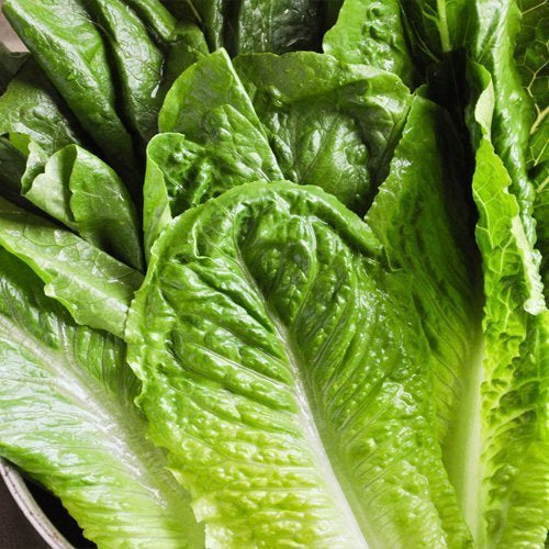 LETTUCE - Little Gem Cos  - Lactuca sativa