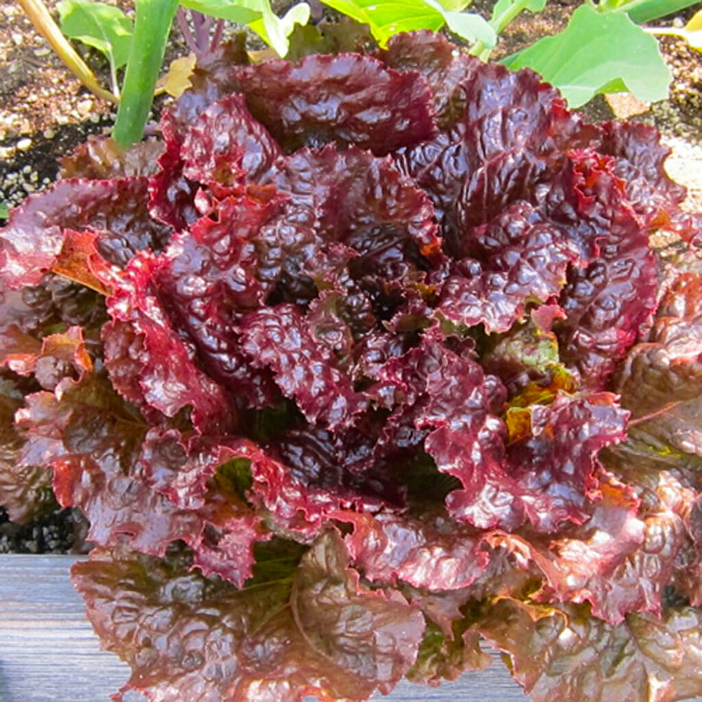 LETTUCE - Ruby - Lactuca sativa
