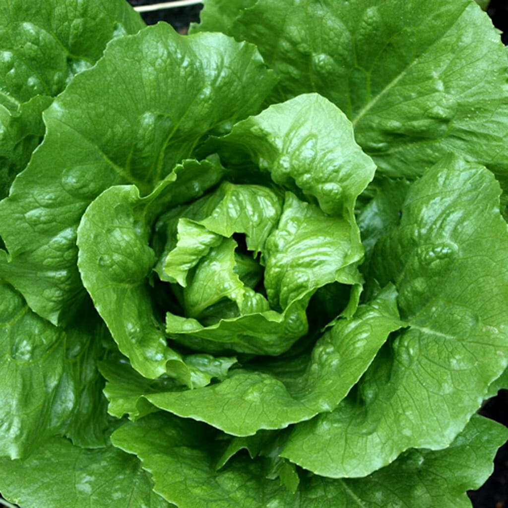 LETTUCE - Tom Thumb - Lactuca sativa