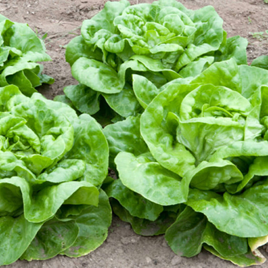LETTUCE - Bibb  - Lactuca sativa