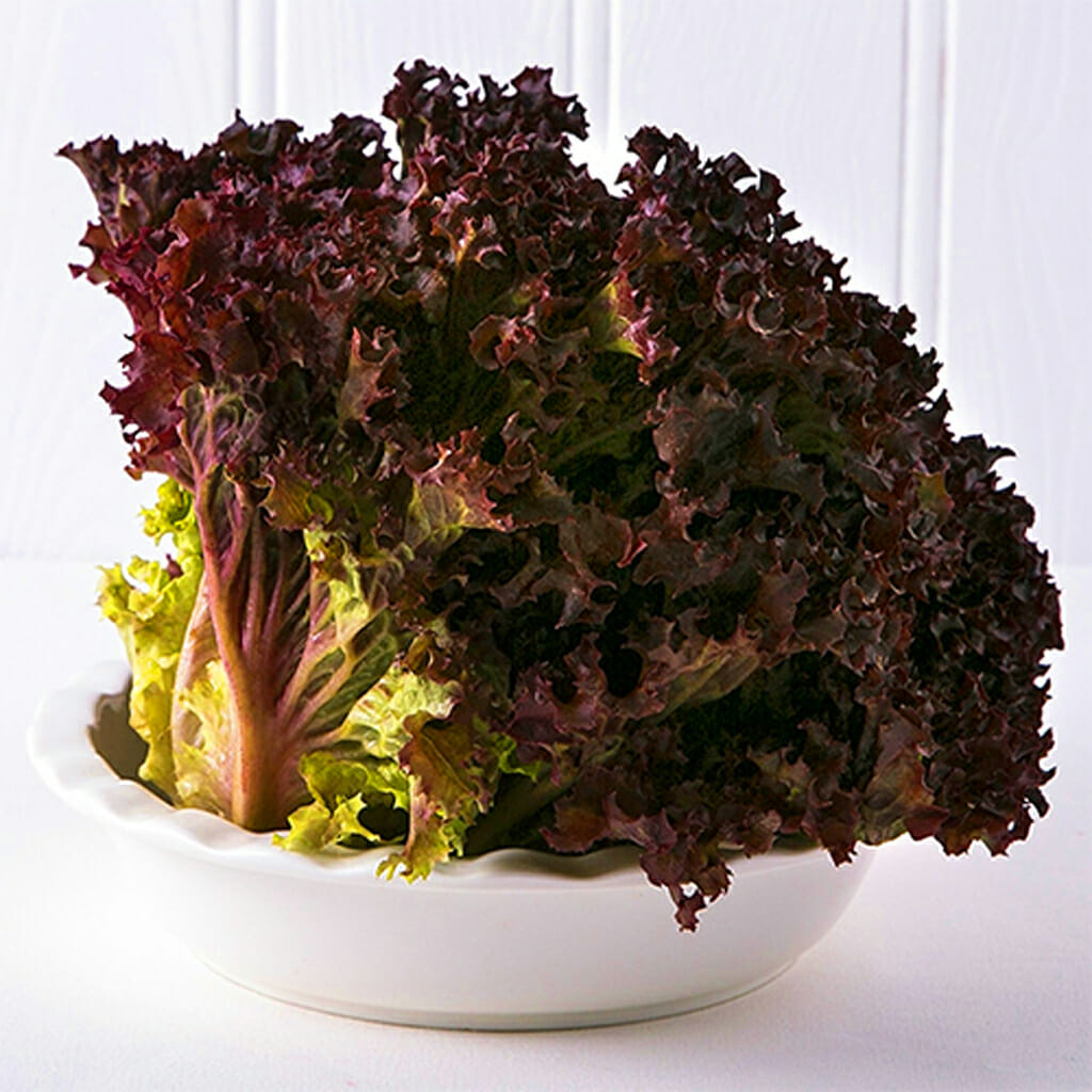 LETTUCE - Lollo Rossa  - Lactuca sativa