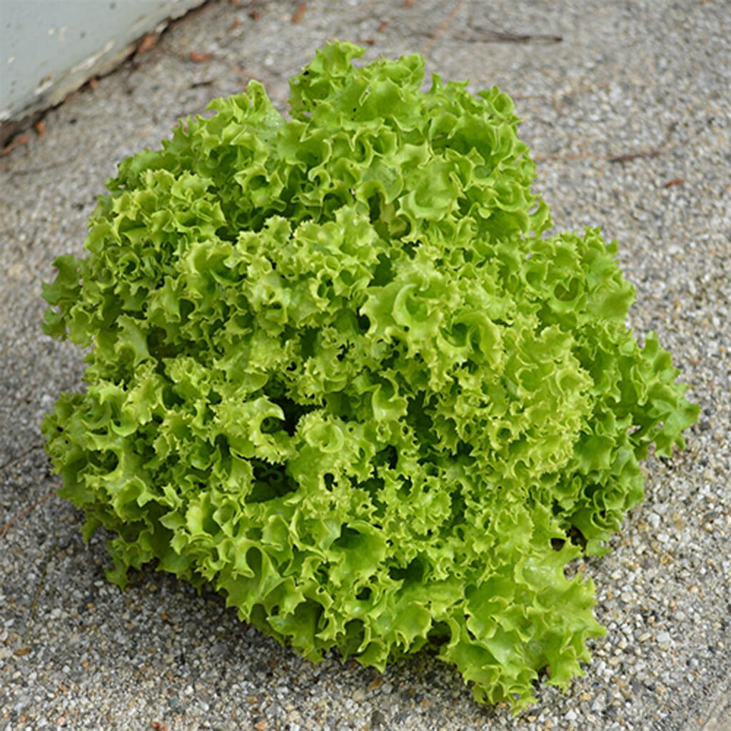 LETTUCE - Lollo Bionda - Lactuca sativa