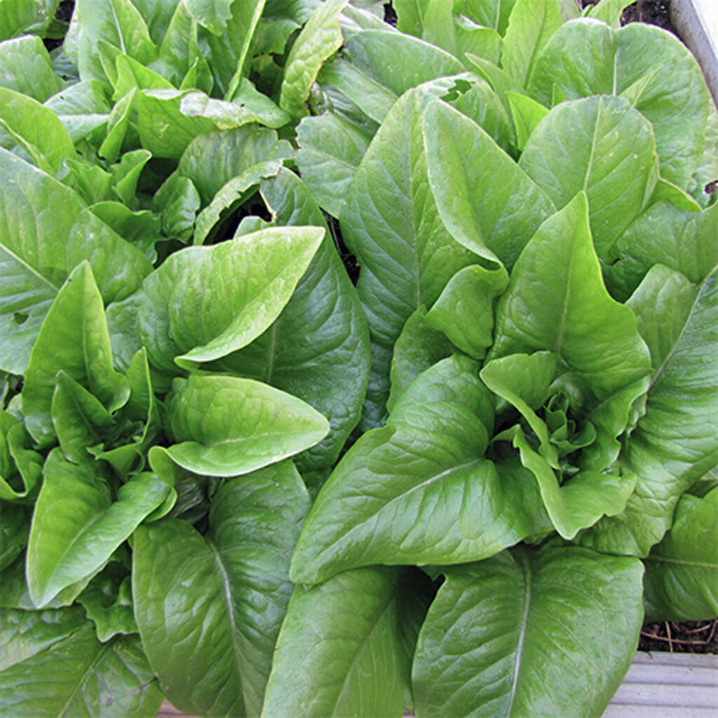 LETTUCE - Amish Deer Tongue  - Lactuca sativa