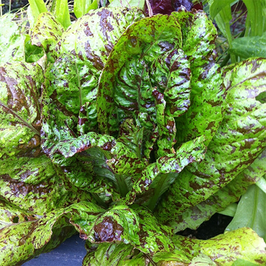 LETTUCE - Freckles  - Lactuca sativa