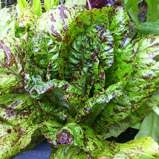 LETTUCE - Freckles  - Lactuca sativa