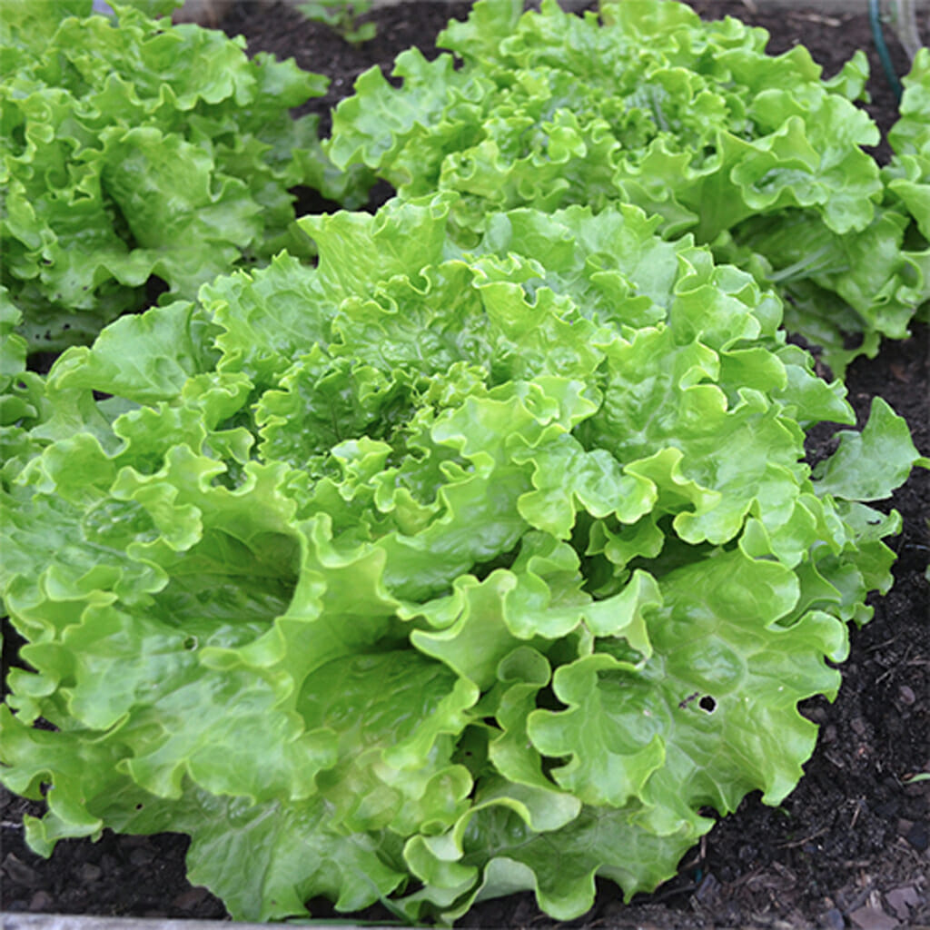 LETTUCE - Green Ice  - Lactuca sativa