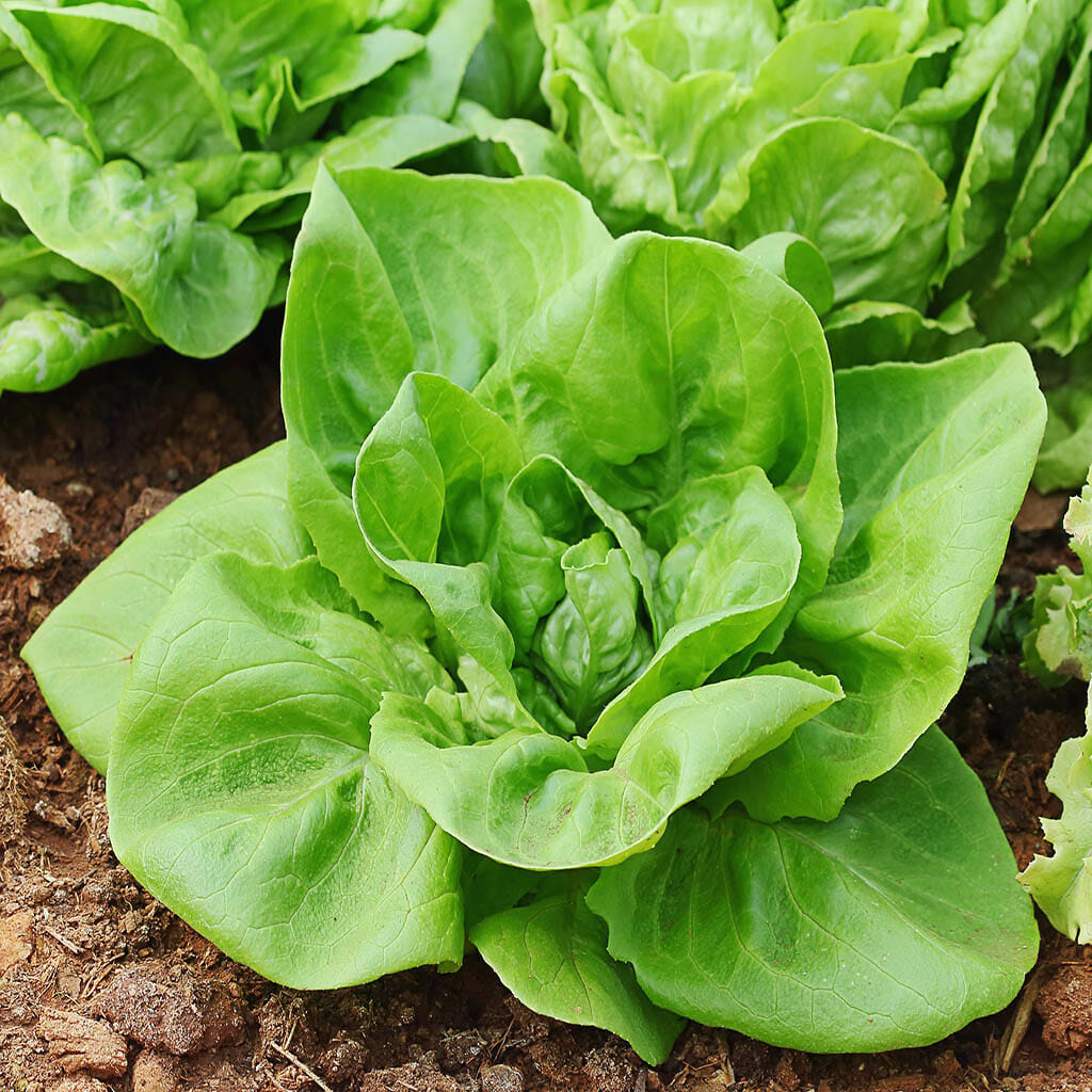 LETTUCE - Buttercrunch  - Lactuca sativa