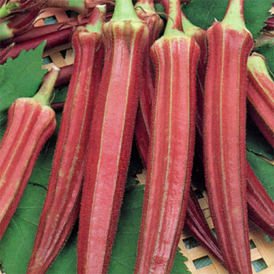OKRA - Red Burgandy  - Abelmoschus esculentus