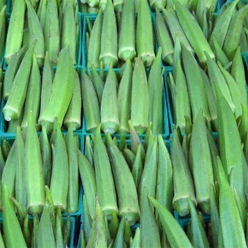 OKRA - Emerald  - Abelmoschus esculentus