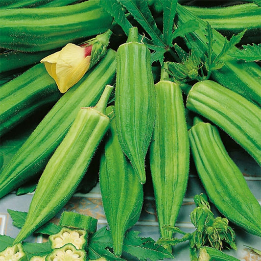 OKRA - Clemsons  - Abelmoschus esculentus