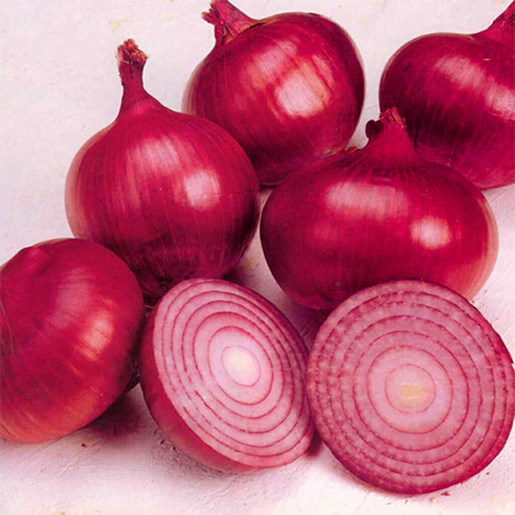 ONION - Red Burgandy - Allium cepa