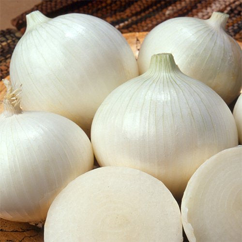 ONION - Sweet Spanish White - Allium cepa