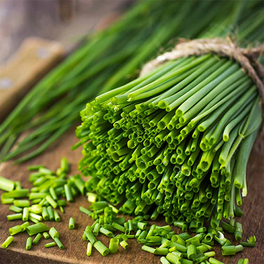 CHIVES - Regular - Allium schoenoprasum