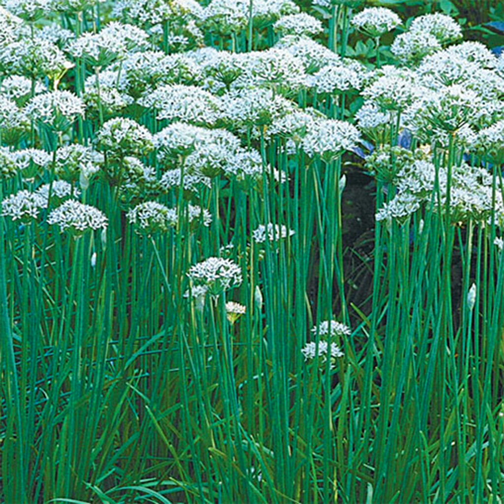 CHIVES - Garlic  - Allium tuberosum
