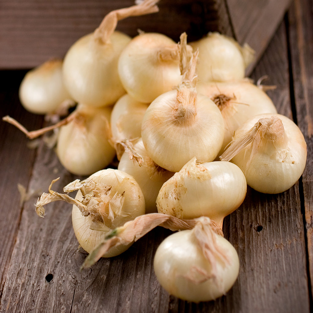 ONION - Yellow Cipollini - Allium cepa
