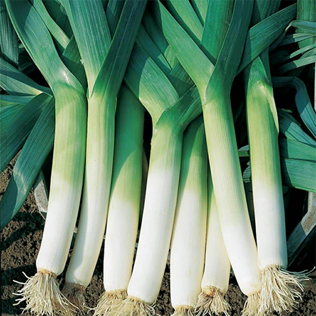 LEEK - Large American Flag - Allium porrum