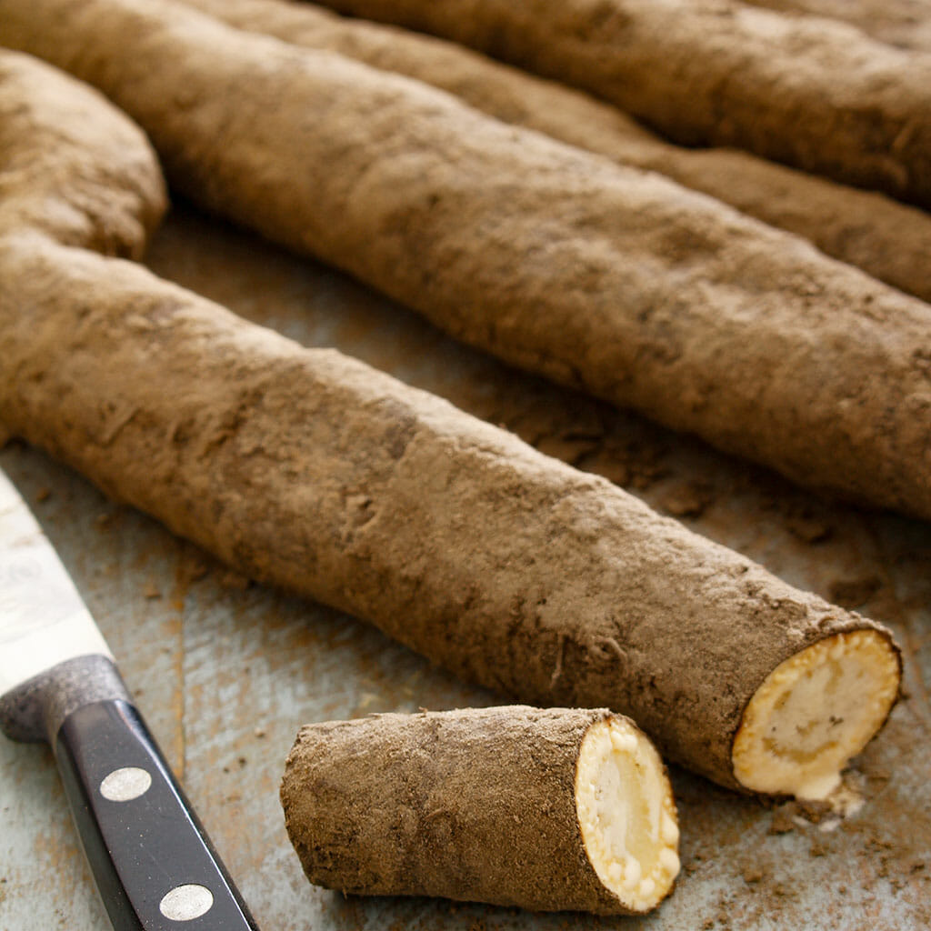 SALSIFY - Mammoth Sandwich Island - Tragopogon porrifolius