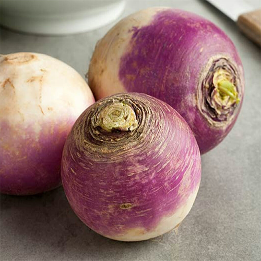 TURNIP - Purple Top - Brassica napus var. napobrassica