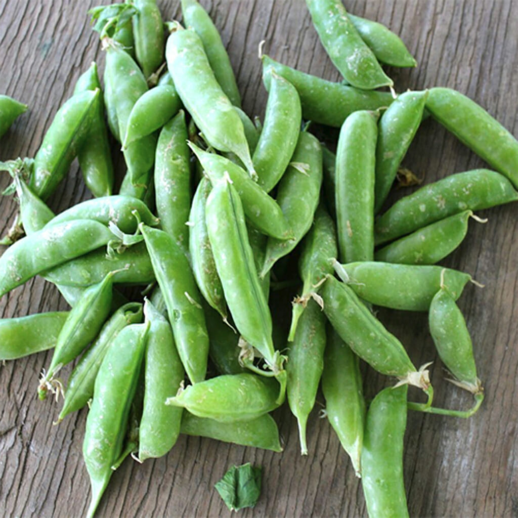PEA - Sugarsnap - Pisum sativum