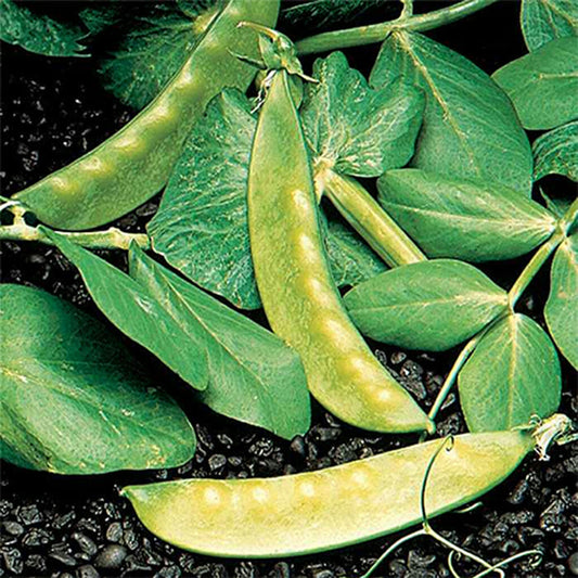SNOWPEA - Mammoth Melting  - Pisum sativum