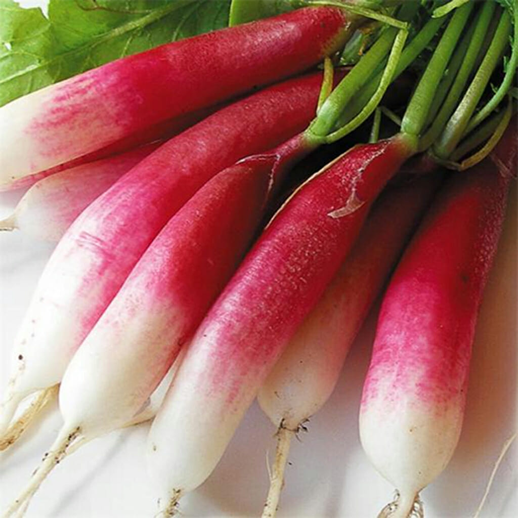 RADISH - French Breakfast - Raphanus sativus